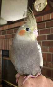 Lost Cockatiel