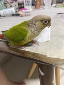 Lost Conure