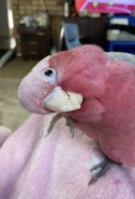 Lost Galah Cockatoo