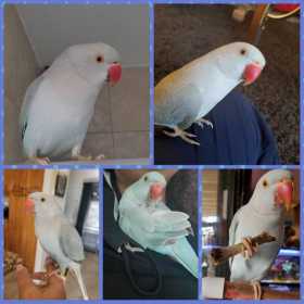 Lost African Ringneck Parakeet