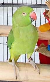 Lost Indian Ringneck Parakeet