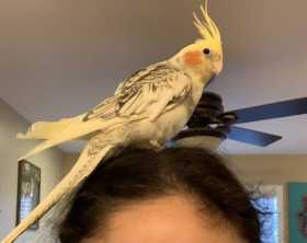 Lost Cockatiel