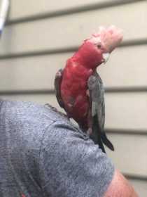 Lost Galah Cockatoo