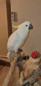 Lost Cockatoo