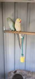 Lost Indian Ringneck Parakeet