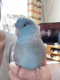 Lost Parrotlet