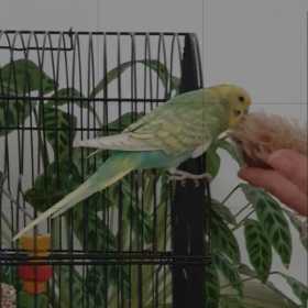 Lost Budgerigar