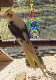 Lost Cockatiel