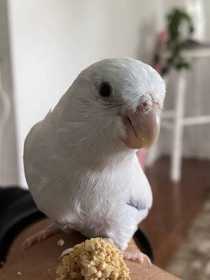 Lost Parrotlet