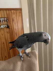 Lost African Grey