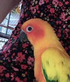 Lost Conure