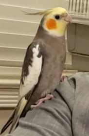 Lost Cockatiel