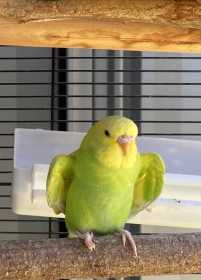 Lost Budgerigar