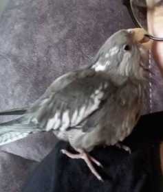 Lost Cockatiel