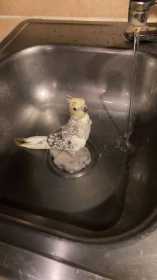 Lost Cockatiel