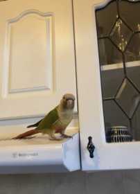 Lost Conure