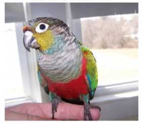 Lost Conure