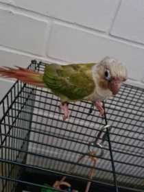 Lost Conure