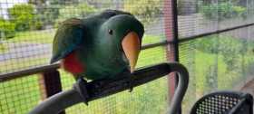 Lost Eclectus