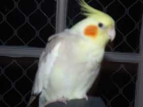 Lost Cockatiel