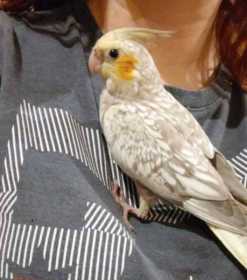 Lost Cockatiel