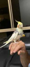 Lost Cockatiel