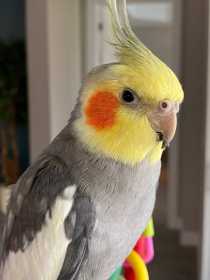 Lost Cockatiel