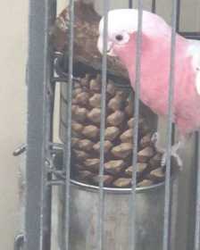 Lost Galah Cockatoo