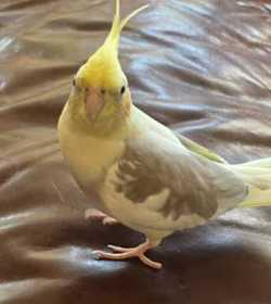 Lost Cockatiel