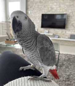 Lost African Grey