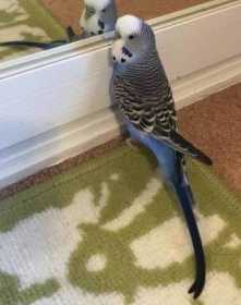 Lost Budgerigar