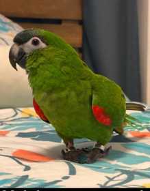 Lost Macaw