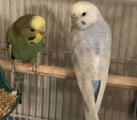 Lost Budgerigar