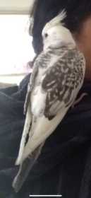 Lost Cockatiel