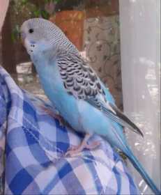 Lost Budgerigar
