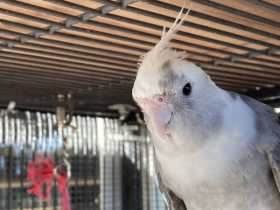 Lost Cockatiel