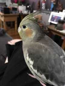 Lost Cockatiel