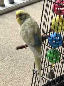 Lost Budgerigar
