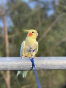 Lost Cockatiel