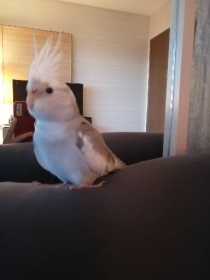 Lost Cockatiel