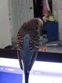 Lost Budgerigar