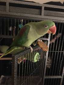 Lost Alexandrine