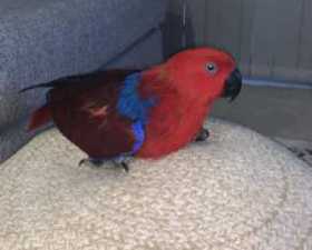 Lost Eclectus