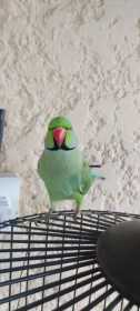 Lost African Ringneck Parakeet