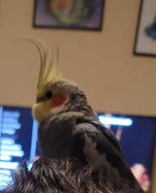 Lost Cockatiel