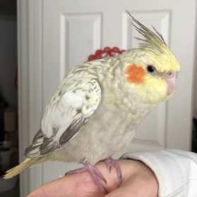 Lost Cockatiel