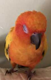 Lost Conure
