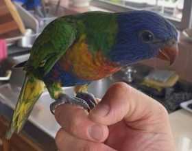 Lost Lory / Lorikeet