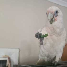Lost Cockatoo