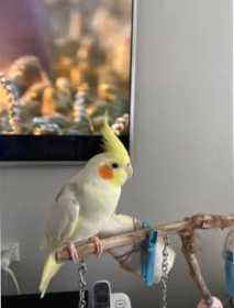 Lost Cockatiel